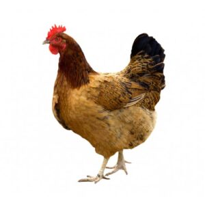 Комбикорм для кур-несушек (Тверь) ПК-1-1