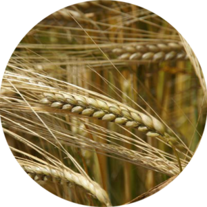 Ячмень фуражный - кормовой 40 кг